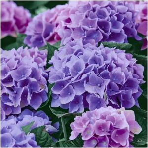 NAPKINS LILAC HYDRANGEA