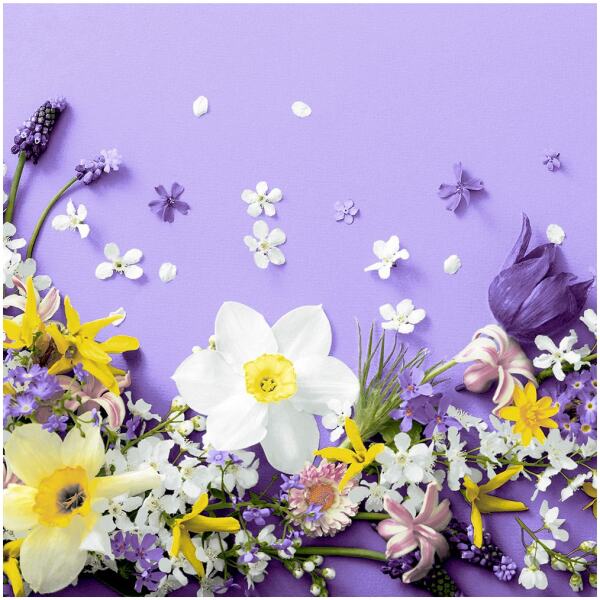 NAPKINS SOFT SPRING LILACS