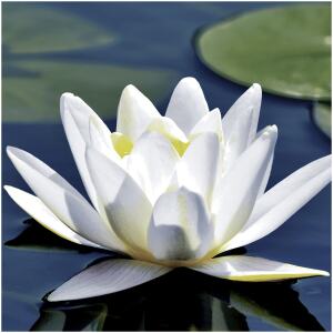 NAPKINS WATER LILY